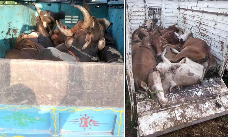 cow-smuggling-amravati-mandal