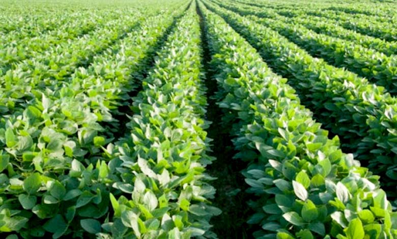 Soybean-Crop-amravati-mandal