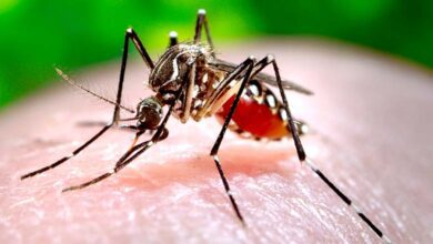 Dengue-Amravati-Mandal