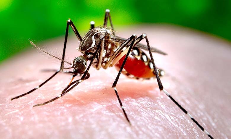 Dengue-Amravati-Mandal