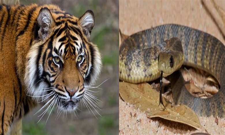 Tiger-Snake-Amravati-Mandal