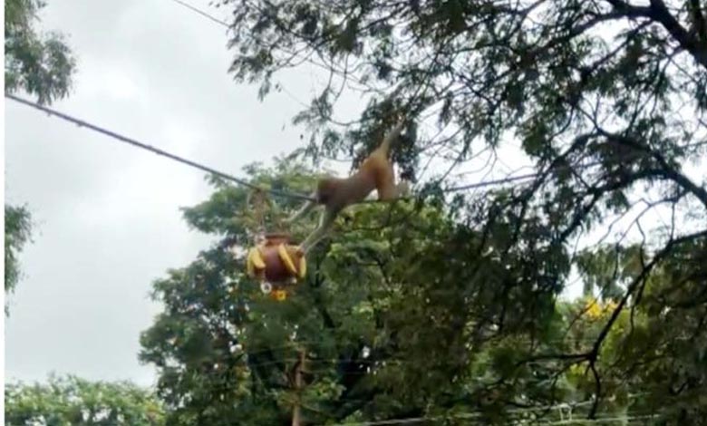 dahihandi-monkey-amravati-mandal