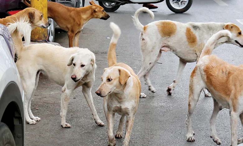 dog-amravati-mandal