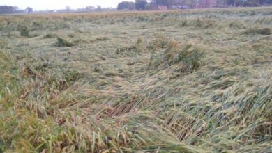 farm-amravati-mandal