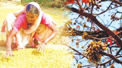 mahua-amravati-mandal