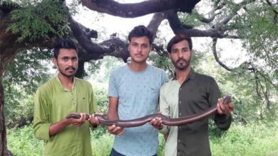 mandul-snake-amravati-mandal