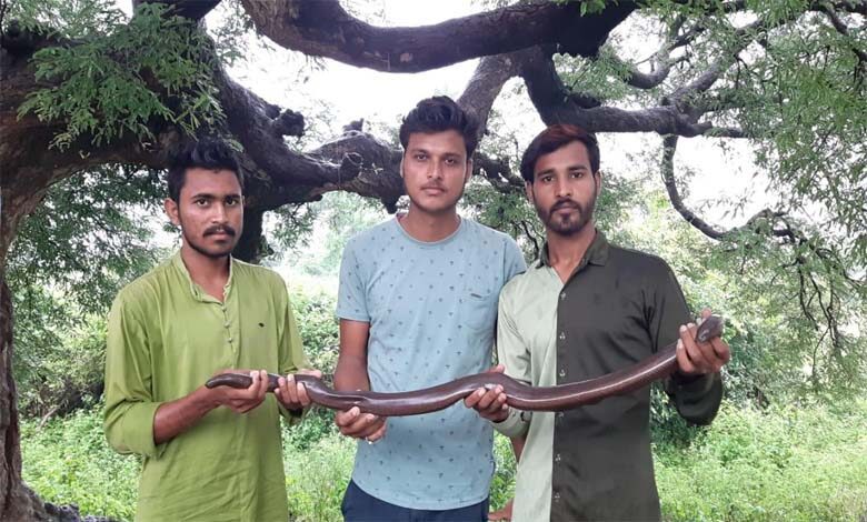 mandul-snake-amravati-mandal
