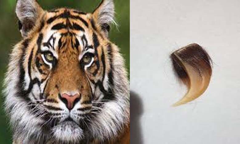 tiger-amravati-mandal