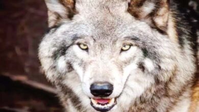 wolf-amravati-mandal
