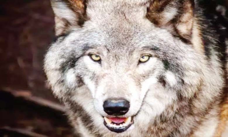 wolf-amravati-mandal
