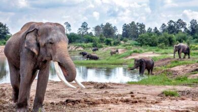 elephant-amravati-mandal