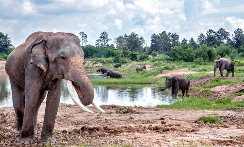 elephant-amravati-mandal