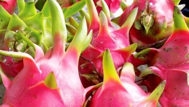 Dragon-Fruit-amravati-mandal