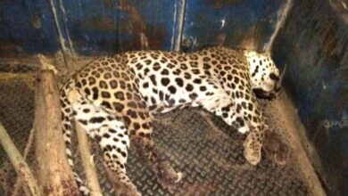 Leopard-death-audit-amravati-mandal