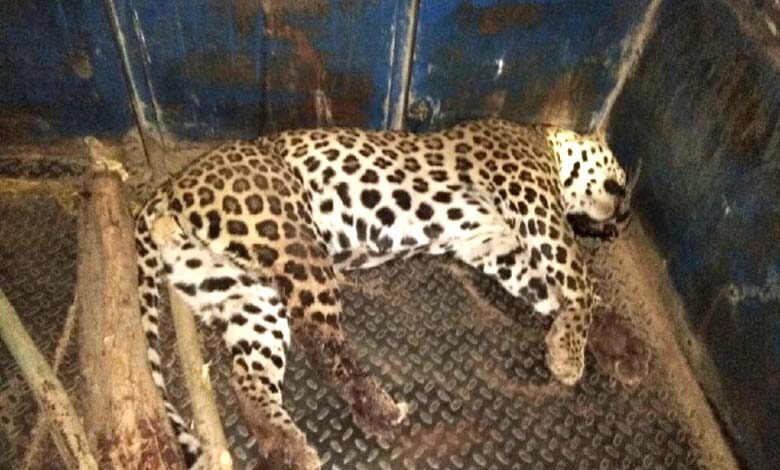 Leopard-death-audit-amravati-mandal