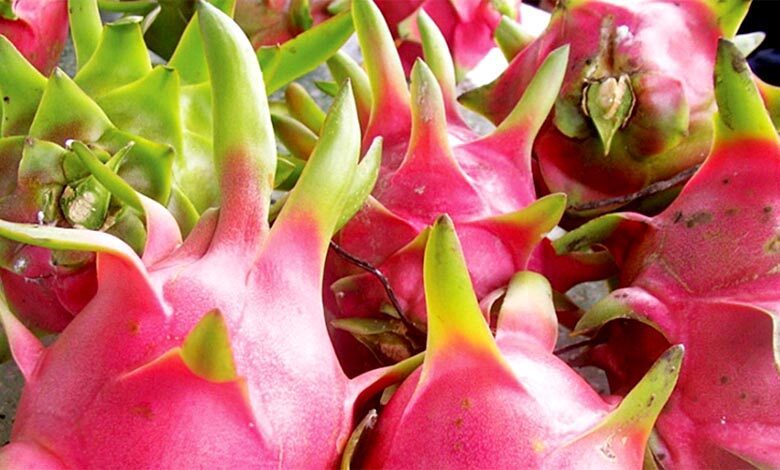 Dragon-Fruit-amravati-mandal
