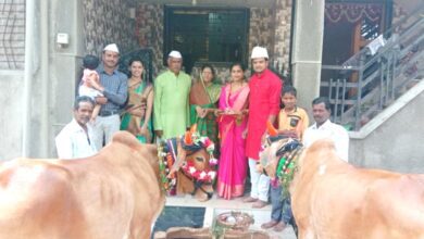 Bull-amravati-mandal