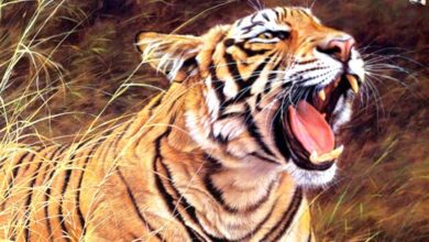 tiger-amravati-mandal