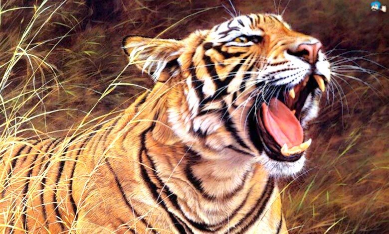tiger-amravati-mandal