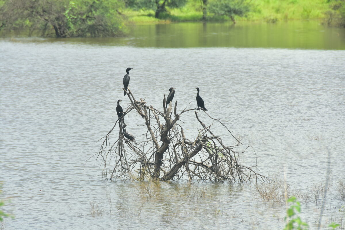 photo-caption-amravati-mandal