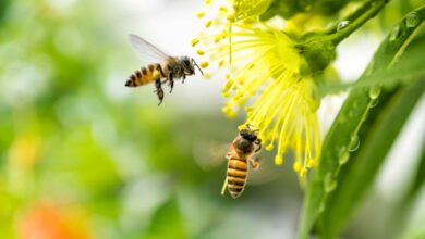 Honeybee-Amravati-Mandal