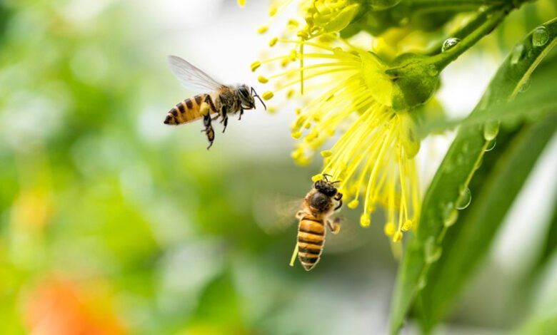 Honeybee-Amravati-Mandal