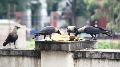 photo-caption-amravati-mandal
