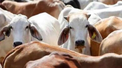 cow-amravati-mandal