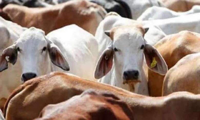 cow-amravati-mandal