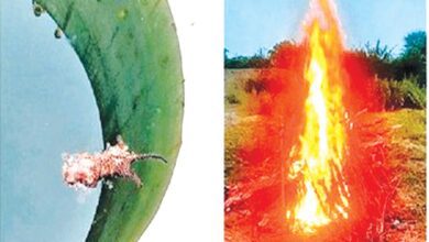 Leopard-Death-amravati-mandal