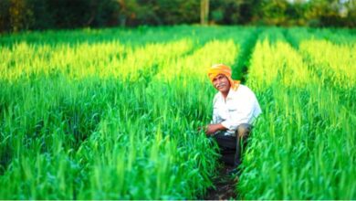 Rabi-Grain-amravati-mandal