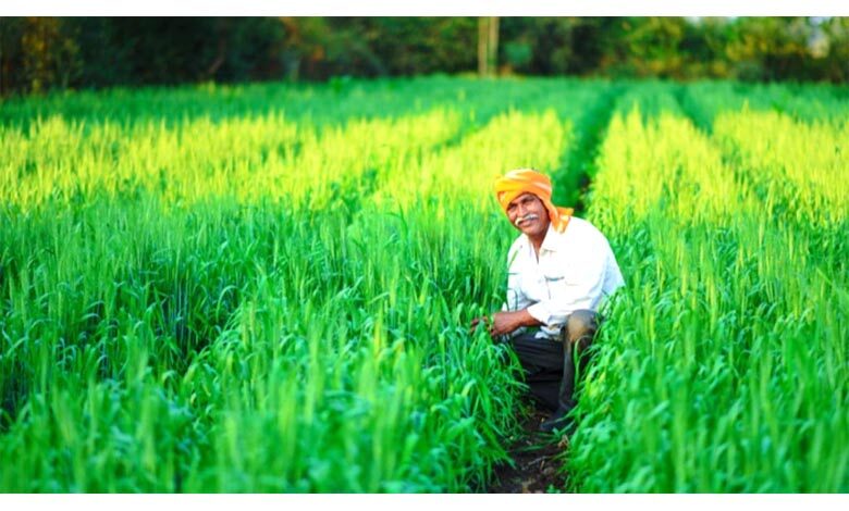 Rabi-Grain-amravati-mandal