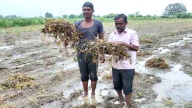 Harm-of-Soybeans-amravati-mandal
