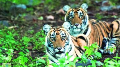 Tiger-amravati-mandal