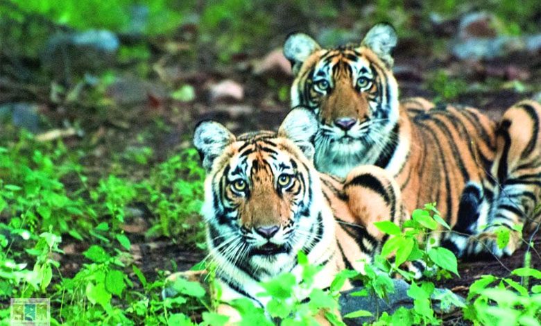 Tiger-amravati-mandal