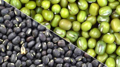 moong-urad-amravati-mandal