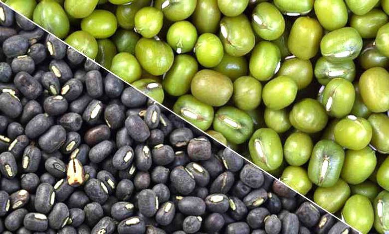 moong-urad-amravati-mandal