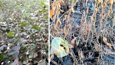 Soybean-and-cotton-crop-damage-amravati-mandal