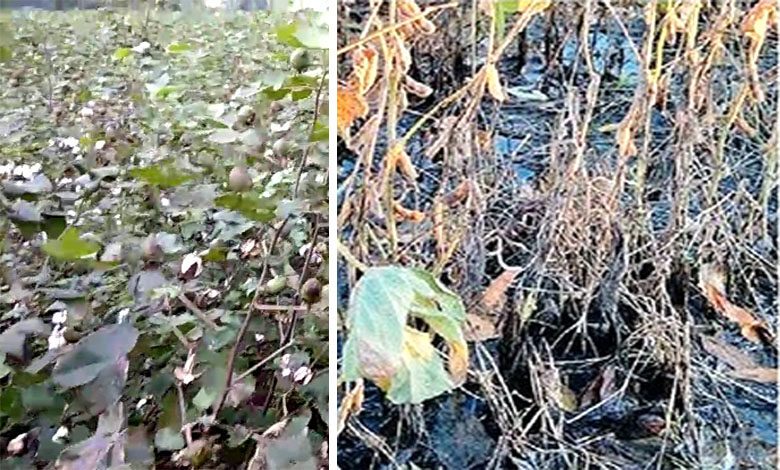 Soybean-and-cotton-crop-damage-amravati-mandal