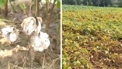 Soybean-and-cotton-crop-damage-amravati-mandal