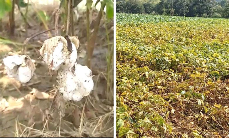 Soybean-and-cotton-crop-damage-amravati-mandal