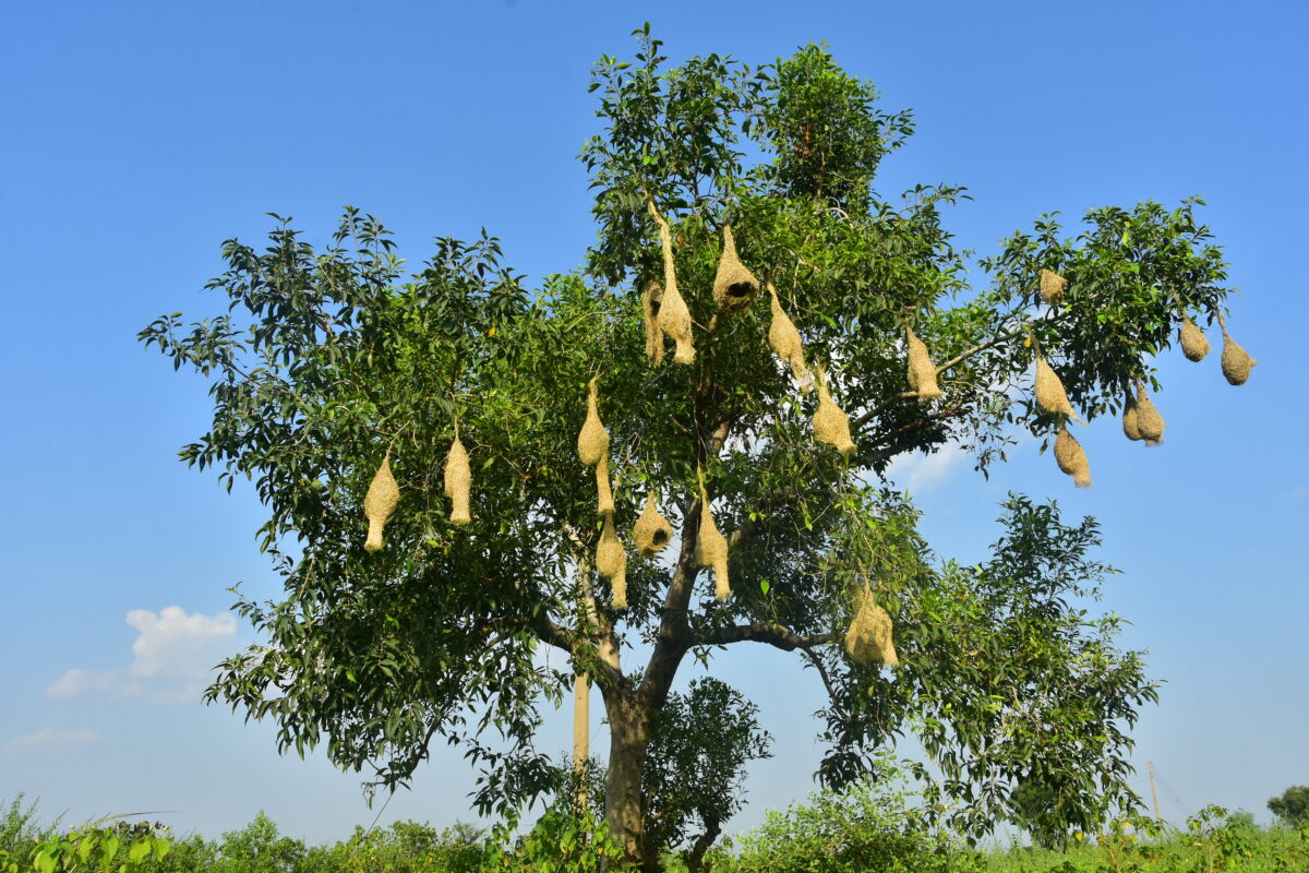 Amravati-Mandal
