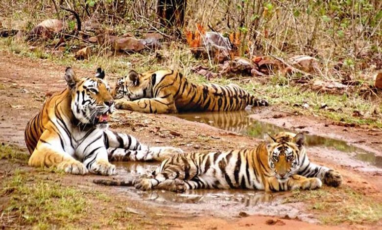 Wildlife-Amravati-Mandal