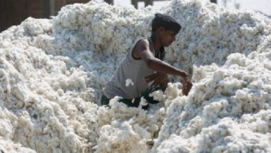 cotton-amravati-mandal