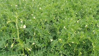 Crops-amravati-mandal