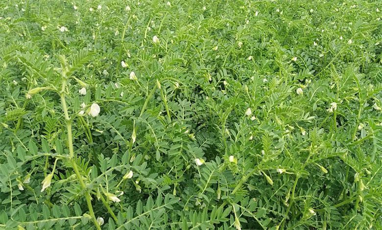 Crops-amravati-mandal