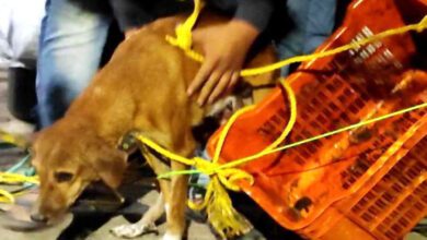 Dog-amravati-mandal