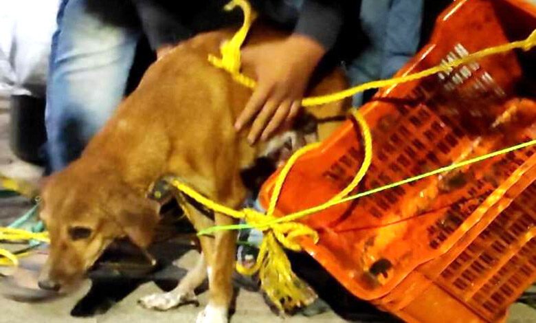 Dog-amravati-mandal