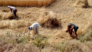 Crops-amravati-mandal
