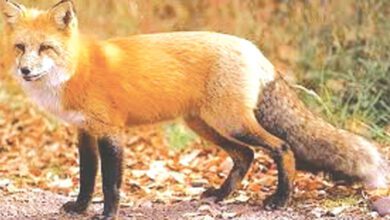 Fox Attack-Amravati-Mandal